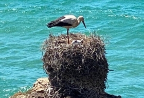 Alojamento em Vila Nova de Milfontes - Nature Bliss