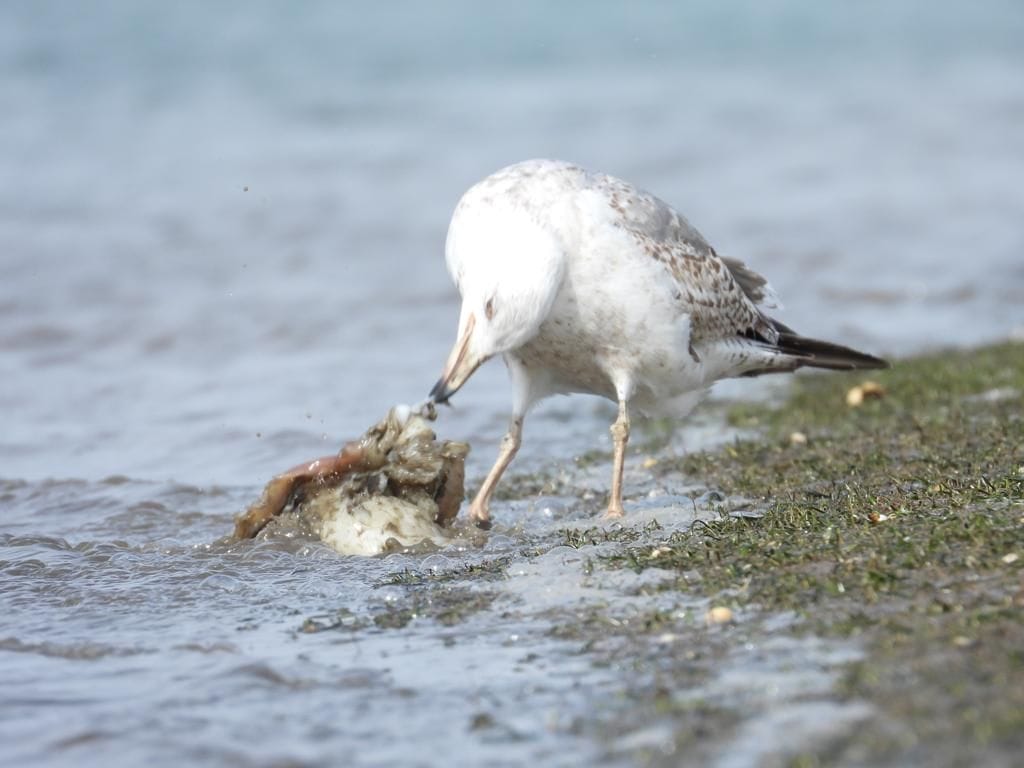 Young gull feeding on the shore