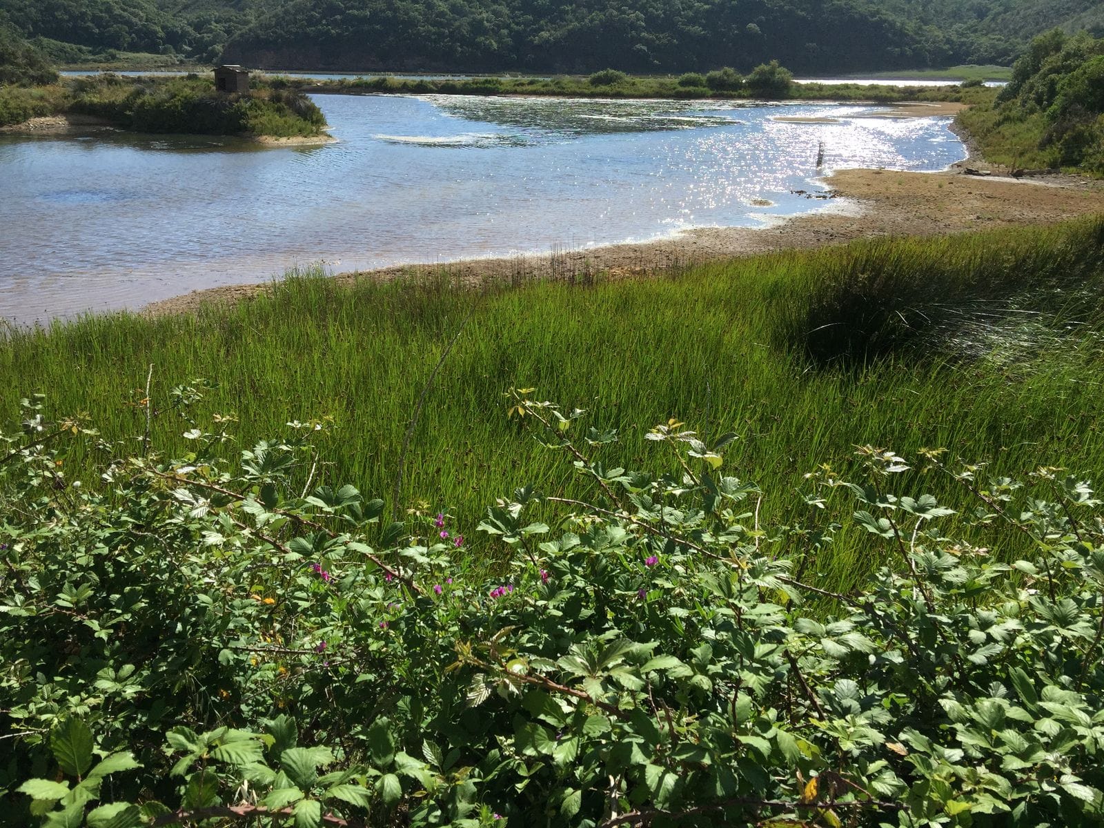 Marsh grass along the banks of the River Mira