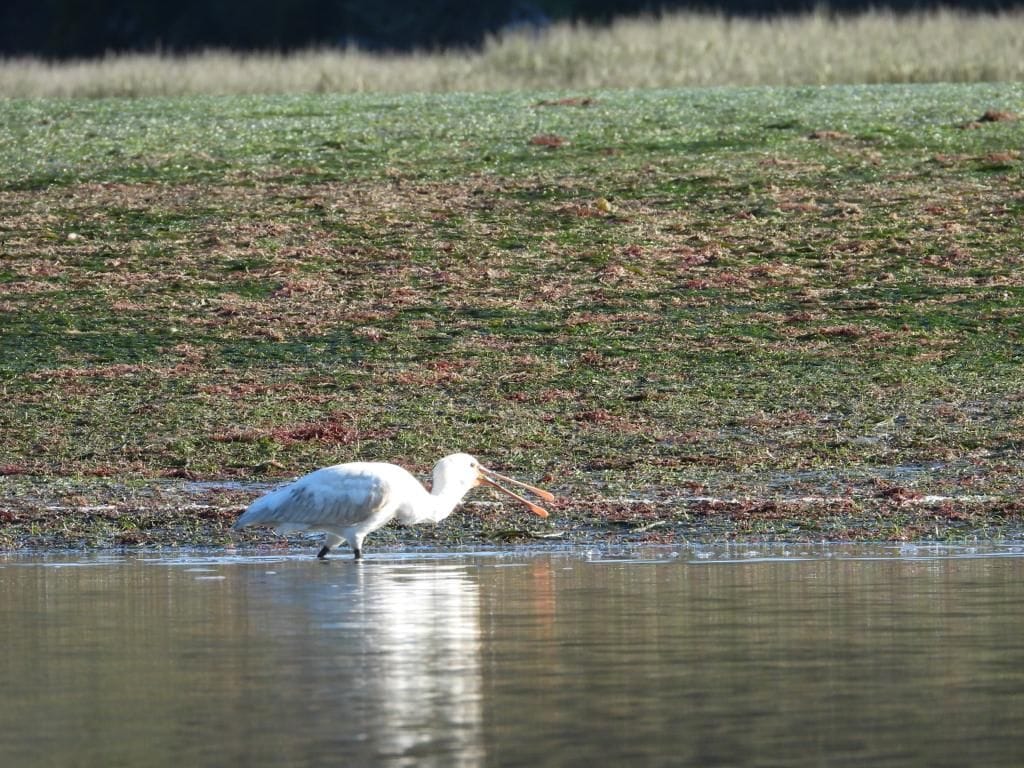 Spoonbill feeding at the water's edge
