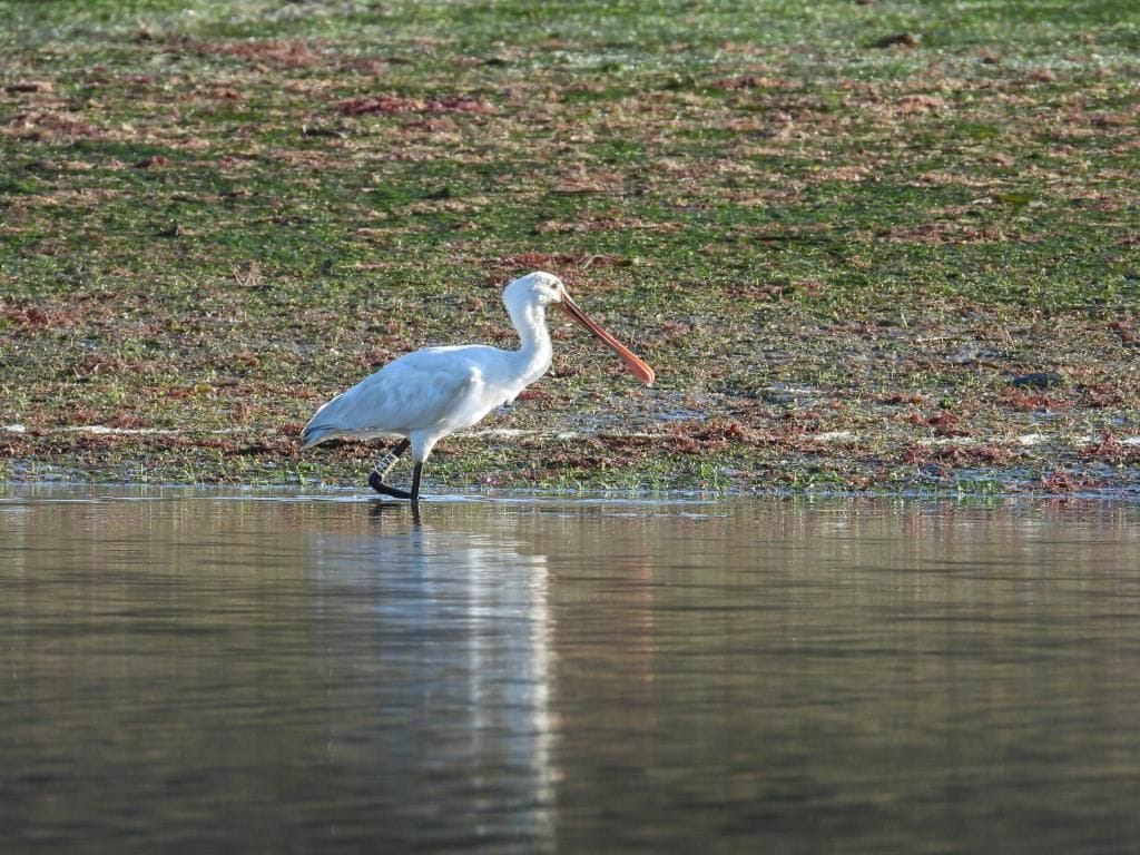 Spoonbills