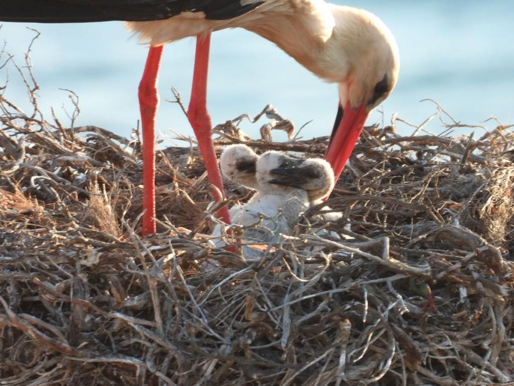 White stork chicks in the nest