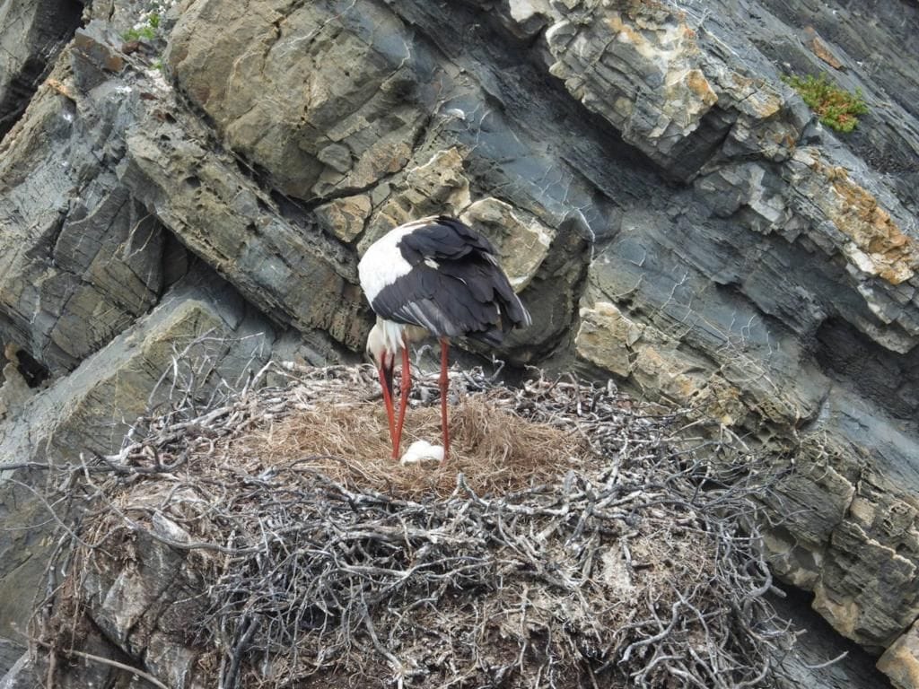 White stork standing over an egg in a cliff nest