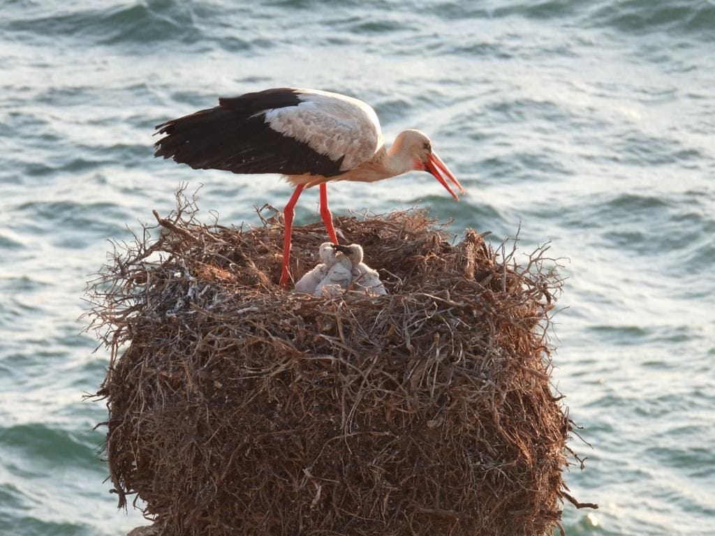 White Storks